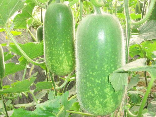 四月份新瓜爆料最新消息,娱乐圈最新热点大揭秘